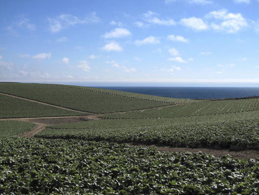 strawberry field.JPG